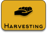 Harvesting